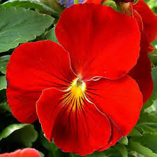 Fresh Pansy Flower Seeds for Planting, Red 100 pcs