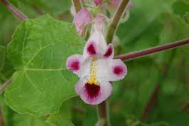 Organic Heirloom Pink Martynia Plant Seeds for Planting – Non-GMO, High Germination Exotic Organic Garden Seeds