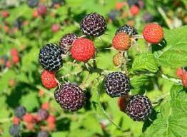 Lampone Rubus Idaeus Berry Fruit Seeds for Planting - a Sweet and Colorful Berry Harvest