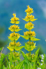 Yellow Gentian Flower Seeds for Planting - 100 pcs