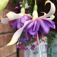 Blue Fuchsia Flower Seeds for Planting, Fresh, 100 pcs