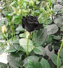 Black Blue Rose Flower Seeds for Planting 100 pcs