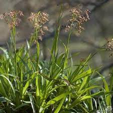 Luzula Spicata Seeds for Planting – Alpine Woodrush Ornamental Grass, Cold Hardy, Non-GMO Heirloom Seeds