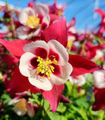 Aquilegia Blomsterfrø til Plantning Hvid Rød 100 stk