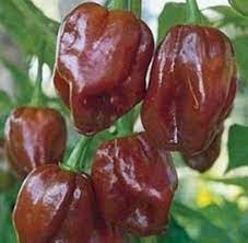 Chocolate Habanero Vegetable Seeds for Planting, heirloom & Non-GMO Seeds