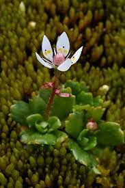 Saxifraga Stellaris Blomsterfrø til udplantning, 100 stk