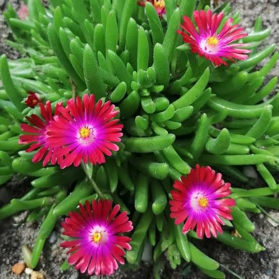 ice plant flower seeds