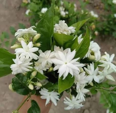 Indian Jasmine (Jasminum auriculatum) Flower Seeds for Planting – Heirloom, Non-GMO Fragrant Blooms