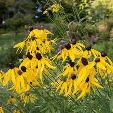 Gule Echinacea blomsterfrø til plantning 100 stk