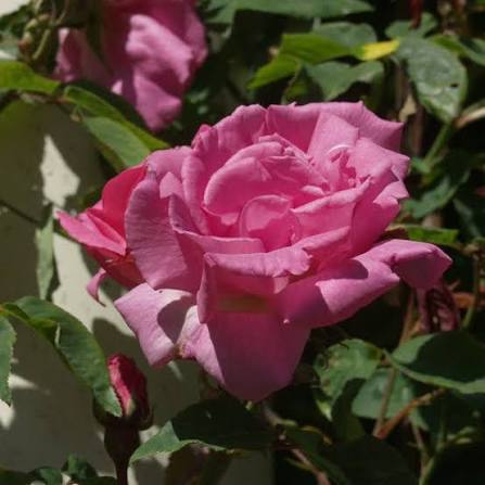 Bourbon Zephirine Drouhin rose seeds