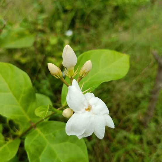 Arabian Jasmine (Jasminum sambac) Flower Seeds for Planting – Heirloom, Non-GMO Fragrant Seeds