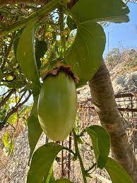 Jambo Passion Fruit Seeds for Planting – Heirloom & Non-GMO Seeds