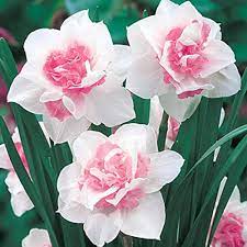 Pink Double Petals Narcissus Flower Seeds for Planting - 100 pcs