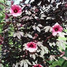 Hibiscus Acetosella Flower Seeds for Planting – Hierloom & Non-GMO  Garden Seeds