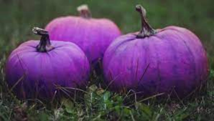 Purple Pumpkin Seeds for Planting