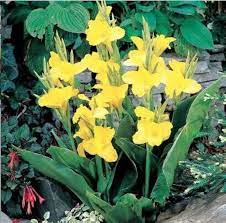 Yellow Pretoria Flower Seeds for Planting - 100 pcs