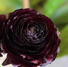 Ranunculus Highline Black Flower Seeds for Planting | Heirloom Non-GMO Organic Garden Seeds | High Germination