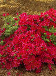 Hino Crimson Azalea Flower Seeds for Planting – Heirloom, Non-GMO, High Germination Organic Garden Seeds