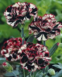 Heirloom Non-GMO Maroon White Carnation Flower Seeds for Planting – Bicolor Fragrant Bloom Seeds
