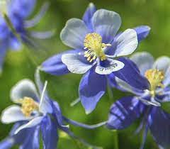 Light Blue White Aquilegia Flower Seeds for Planting - 100 pcs