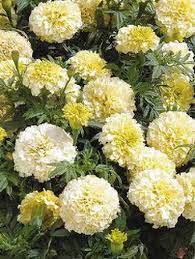 Cream Marigold Flower Seeds for Planting - 100 pcs