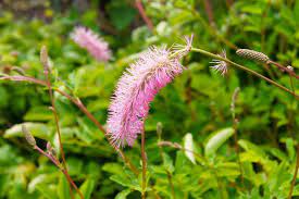 Pink Alaskan Burnet Plant Seeds for Planting - 100 pcs