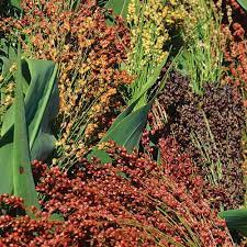 Sorghum Broom Corn Seeds for Planting – Heirloom, Non-GMO Grain & Craft Seeds for Gardens and Homesteads