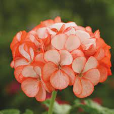 Orange Geranium Blomsterfrø til udplantning 100 stk