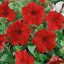 Red Petunia Hanging Flower Seeds for Planting - Heirloom, NON-GMO Seeds - Beautiful Garden Blooms