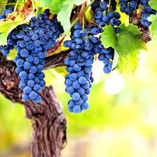 Grape Tree Seeds for Planting – Cultivate Your Own Vines, Heirloom & Non-GMO, High Germination Seeds