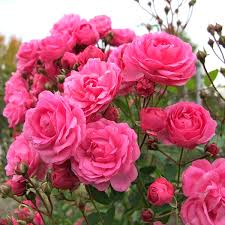 purple pink flower seeds