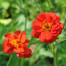 Geum Rossii Flower Seeds for Planting - 100 pcs