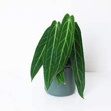 Anthurium warocqueanum (Queen Anthurium) Perennial Flower Seeds for Planting - NON GMO Seeds