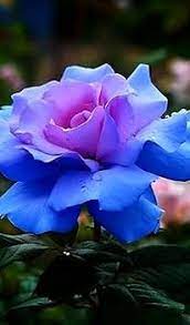 Pink Blue Rose Flower Seeds for Planting - 100 pcs