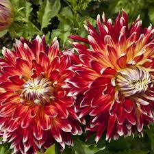 Akita Dahlia Red Flower Seeds for Planting,Non-GMO