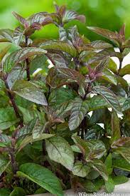 Chocolate Mint Herb Seeds – Fragrant & Flavorful-Heirloom & Non-GMO Seeds for planting