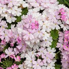 Lyserød Verbena blomsterfrø til plantning - 100 stk