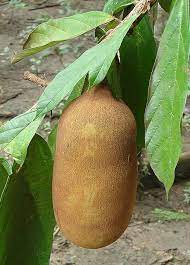 Cupuacu Theobroma Seeds for Planting – Heirloom, Non-GMO Tropical Fruit Tree for Home Garden & Exotic Superfruit Harvest