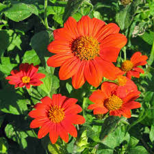 Orange Tithonia Flower Seeds for Planting - 100 pcs