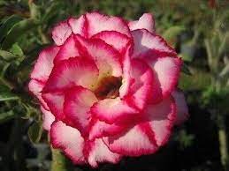 Heirloom Mixed Colors Adenium Flower Seeds for Planting – Non-GMO, High Germination Desert Rose Blooming Succulent Seeds