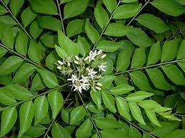 where to buy curry plant seeds Curry Leaf Plant Seeds for Planting -Heirloom & Non-GMO Garden Seeds 500 pcs