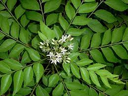 Curry Leaves Seeds for Planting -Heirloom & Non-GMO Seeds