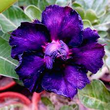 Purple Peakfha Desert Rose Planting Adenium Flower Heirloom Non Gmo Fragrant Climbing Annual