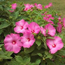 hardy hibiscus flower seeds