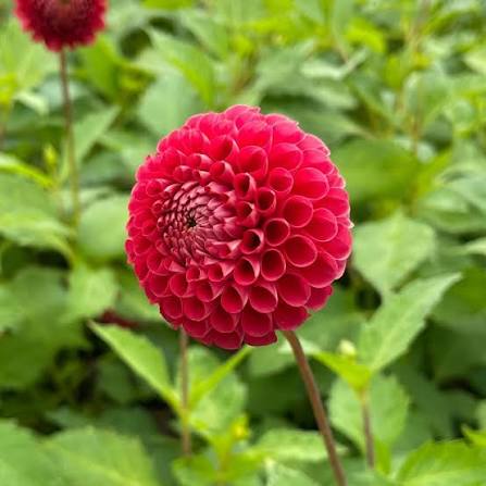 Red Pompon Dahlia flower seeds