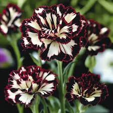 Heirloom Non-GMO Maroon White Carnation Flower Seeds for Planting – Bicolor Fragrant Bloom Seeds