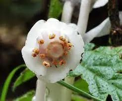 monotropa uniflora flower seeds