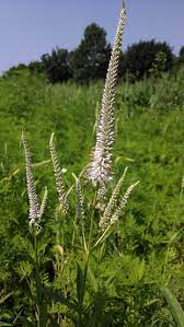 White Culver's Root Plant Seeds for Garden Borders and Landscaping