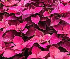 Velvet Coleus Jazz Flower Seeds for Planting – Heirloom, Non-GMO, High Germination Ornamental Foliage Garden Seeds