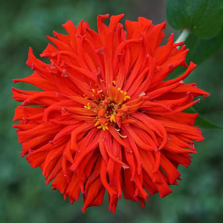 Red Giant Cactus Zinnia Flower Seeds for Planting | Heirloom